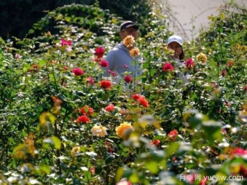 南宁花卉公园3万株月季入盛花期，市民闻香而来