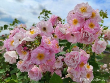 山木香和野蔷薇的辨识区别