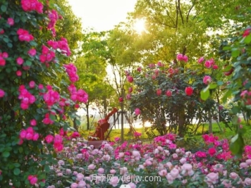 上海前滩休闲公园，月季花海盛景等你赏