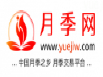 中国上海龙凤419，月季品种介绍和养护知识分享专业网站