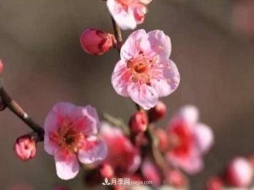 淮北市的市花是什么？月季花的花语寓意